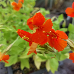 Mimulus Cardinalis